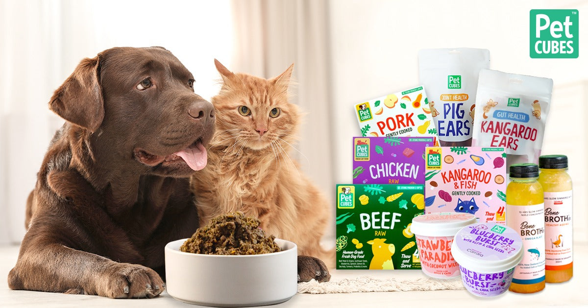 Renal Diet For Dogs The Ideal Renal Food For Dogs With Kidney renal-diet-for-dogs-the-ideal-renal-food-for-dogs-with-kidney